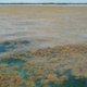Sargassum off Big Pine Key in the Lower Florida Keys.